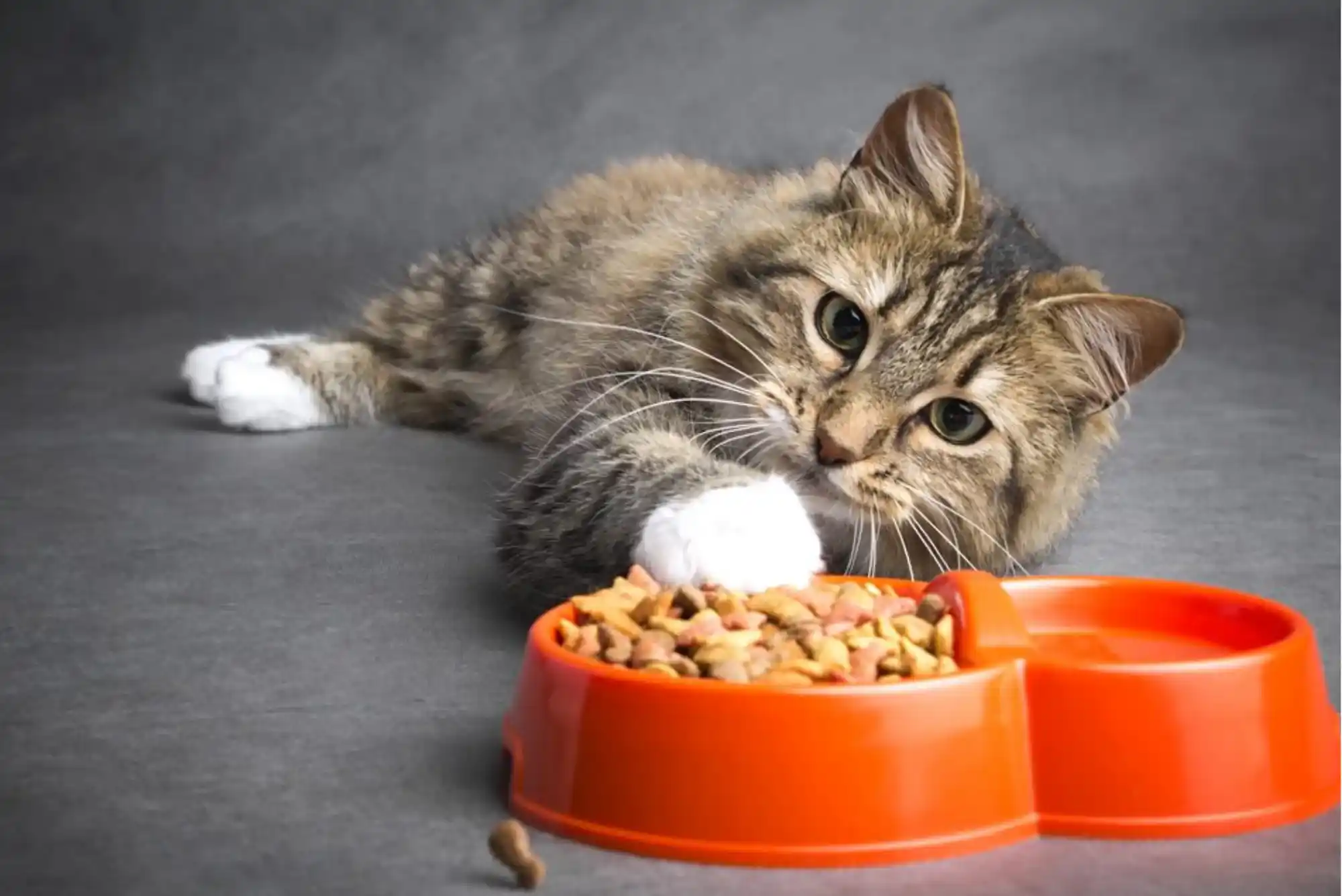 Best Cat Food Brands in the UK: Vet-Approved Choices for 2025