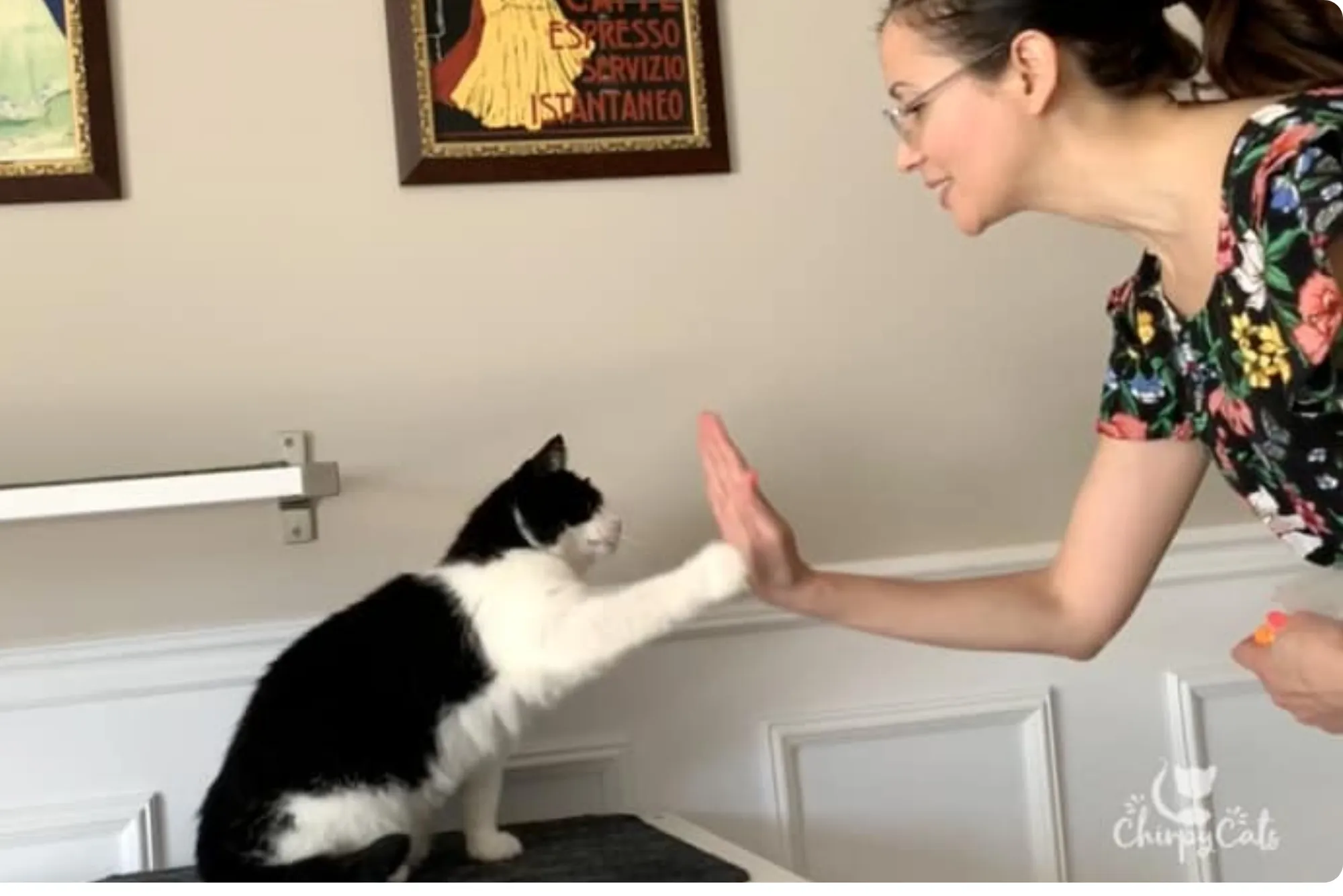 Cat Behavior Training at Home in UK (Easy, Effective Tips)