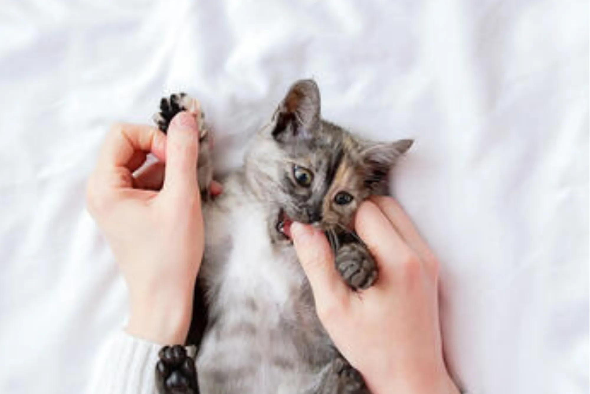 Cat Behavior by UK Body Language: A Complete Guide for Pet Owners