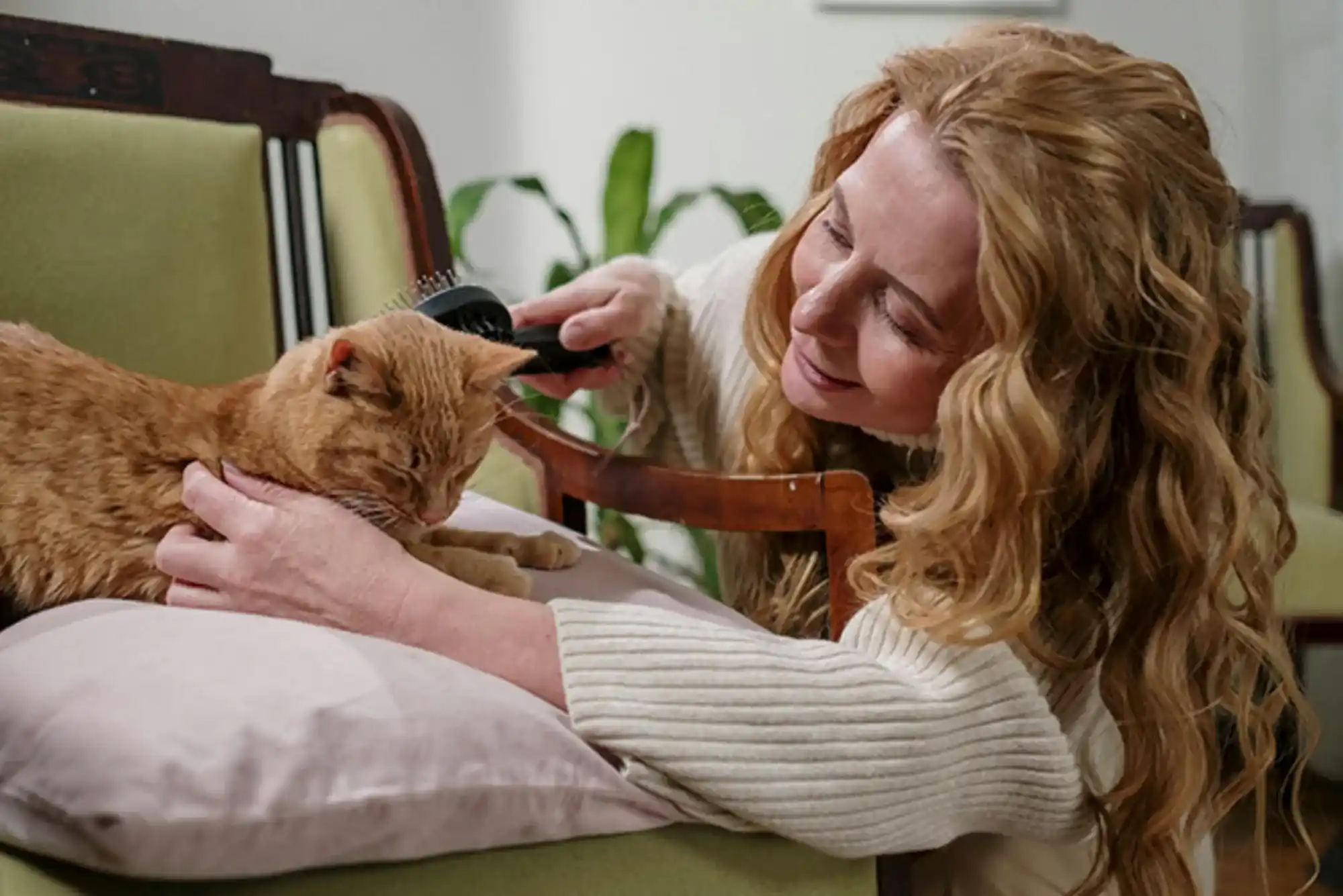 Cat Coat Care: The Ultimate UK Guide for Healthy and Happy Cats