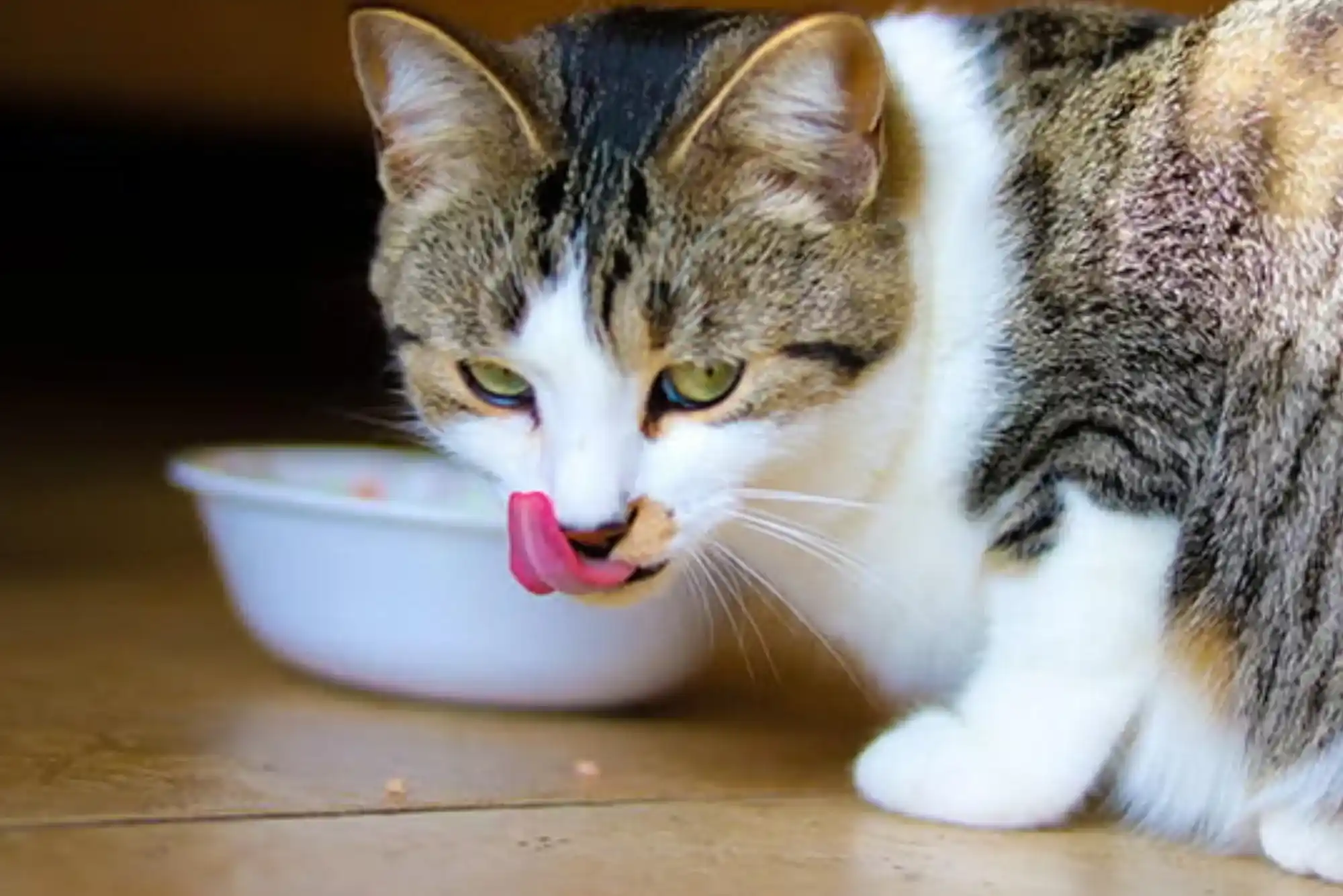 Cat Feeding Guide: The Ultimate UK Resource for Healthy Feline Nutrition