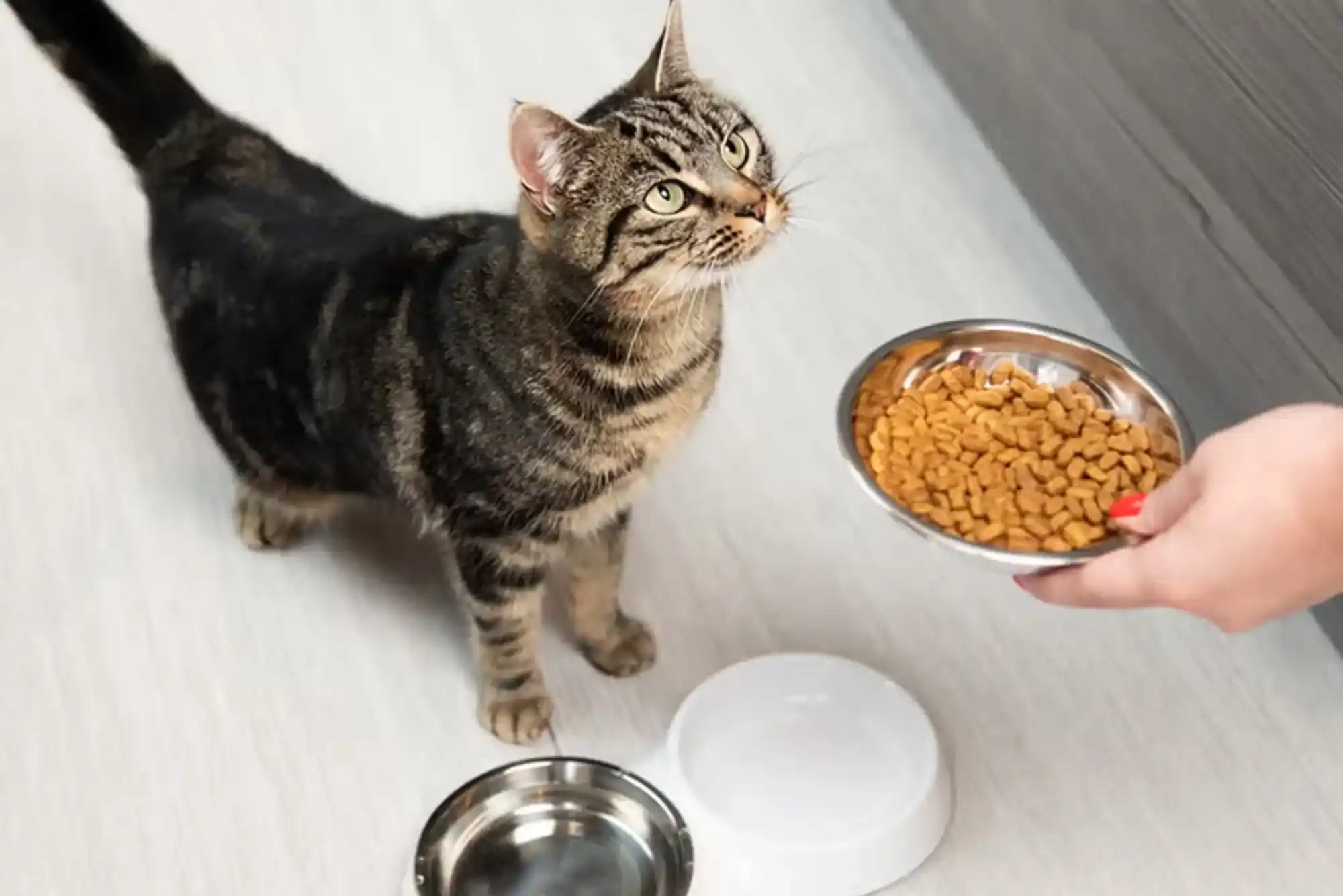 Cat Feeding Guide UK: Everything You Need to Know