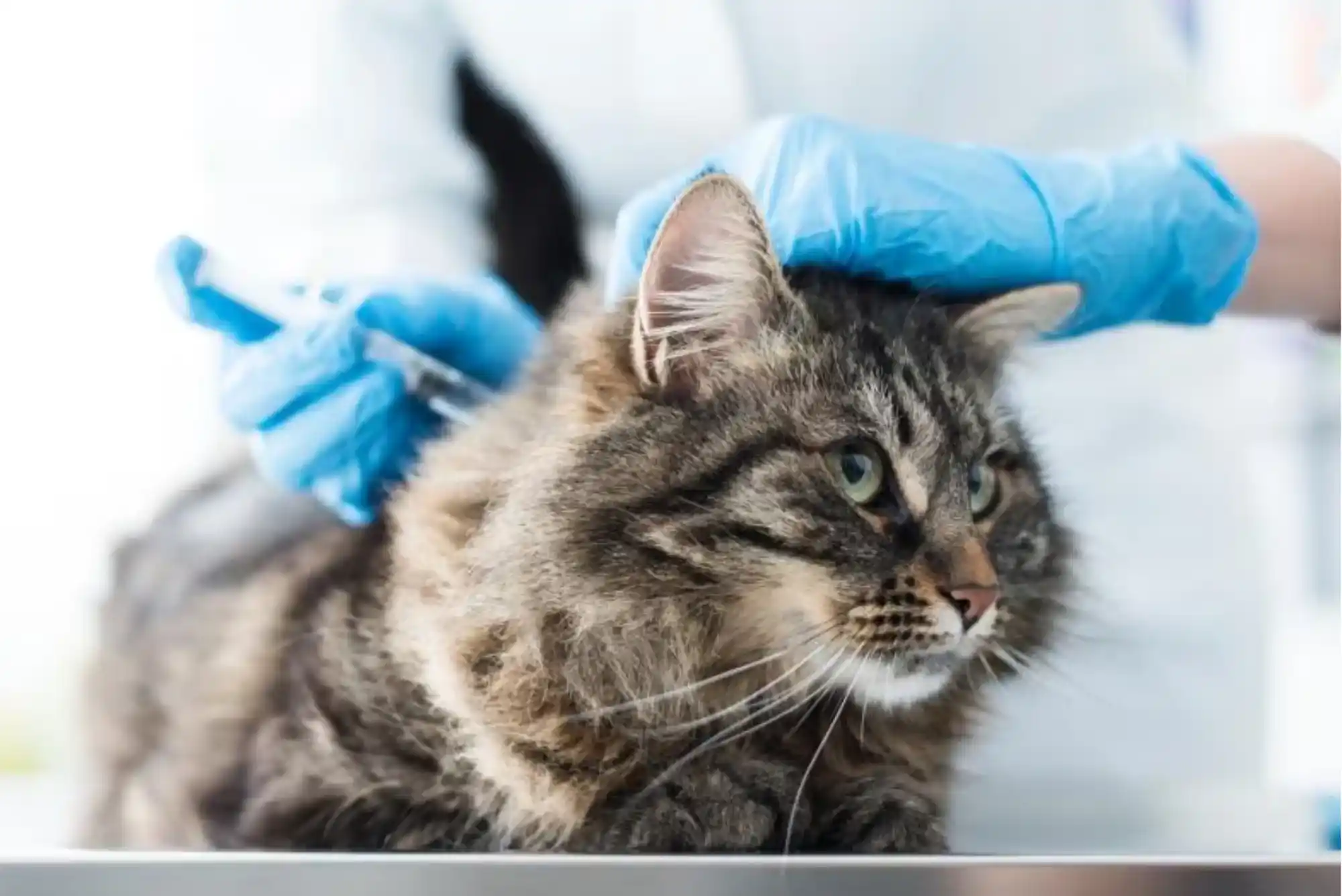 Cat Vaccination Schedule UK: Full Guide for Pet Owners