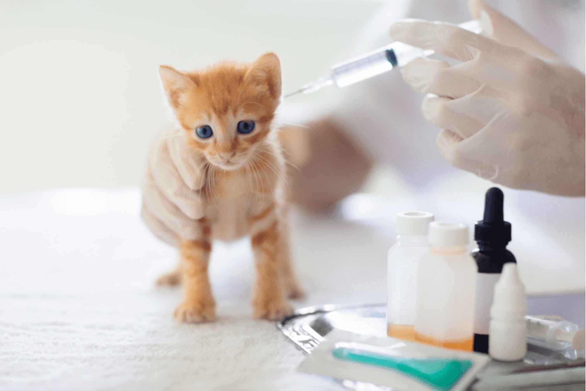Cat Vaccination Schedule and Cost (UK Guide)