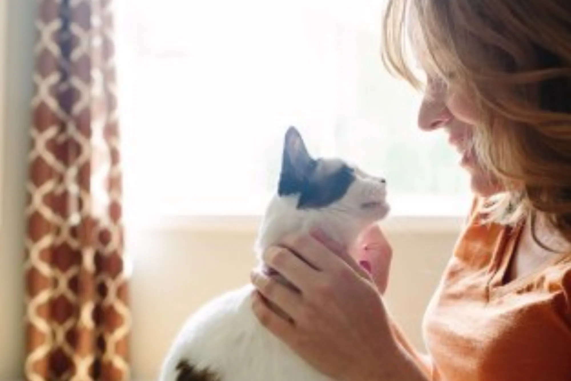 Essential Indoor Cat Care Tips for Beginners in the UK