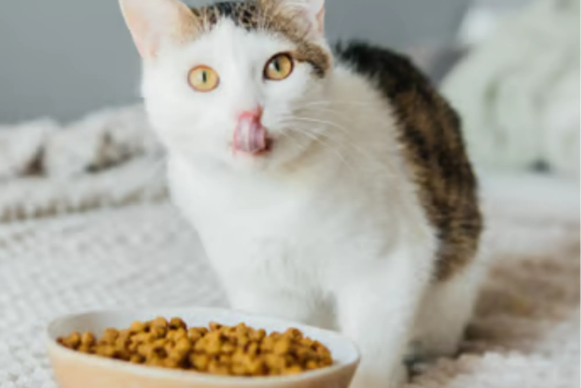 Hypoallergenic Cats Diet: Your UK Guide to Allergy-Friendly Feeding