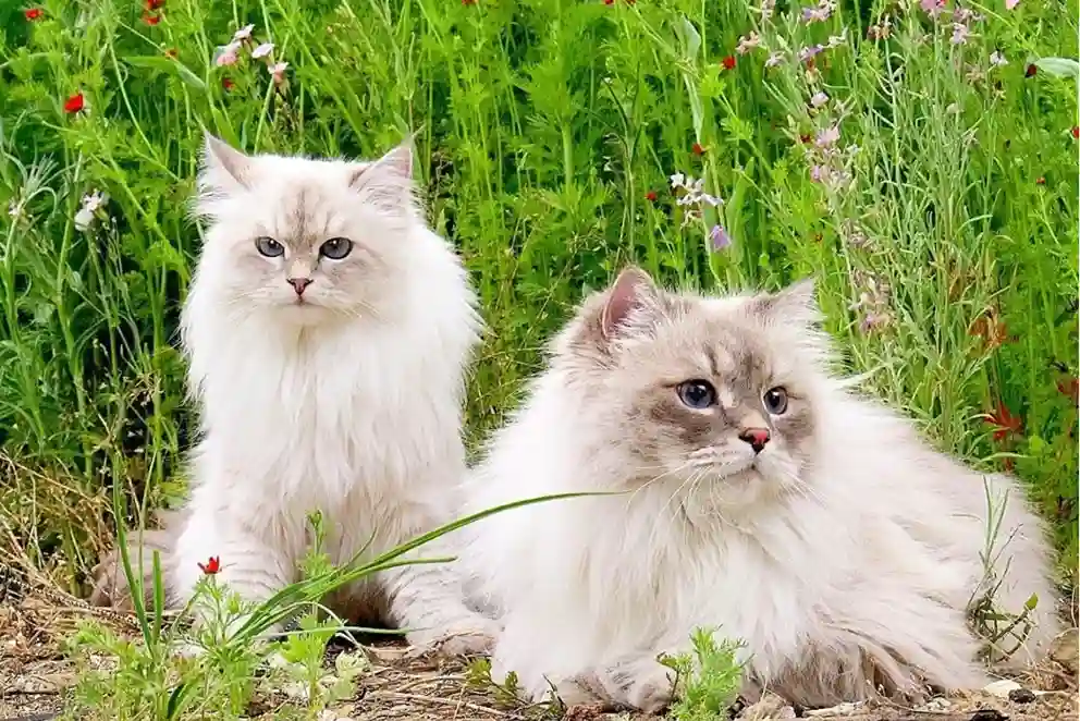 Hypoallergenic Cats Explained: Your UK Guide to Allergy-Friendly Felines