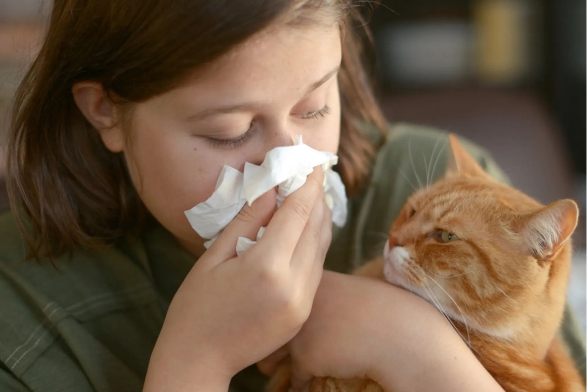 Hypoallergenic Cats for Sale in the UK: Your Purrfect Allergy-Friendly Guide