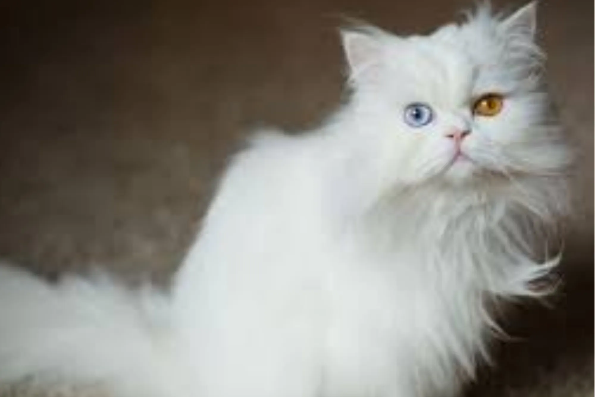 Persian Cat Behavior Problems in the House: A UK Owner's Guide