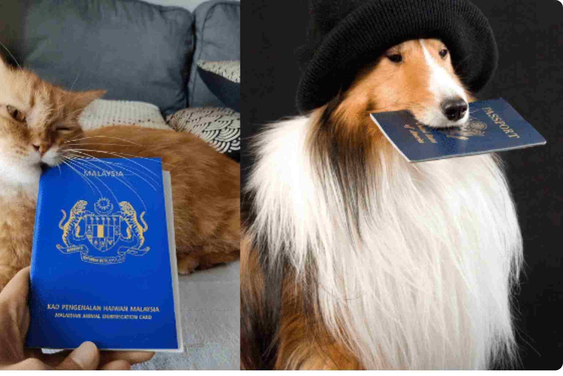 Pets UK Guide: Everything You Need to Know in 2025.