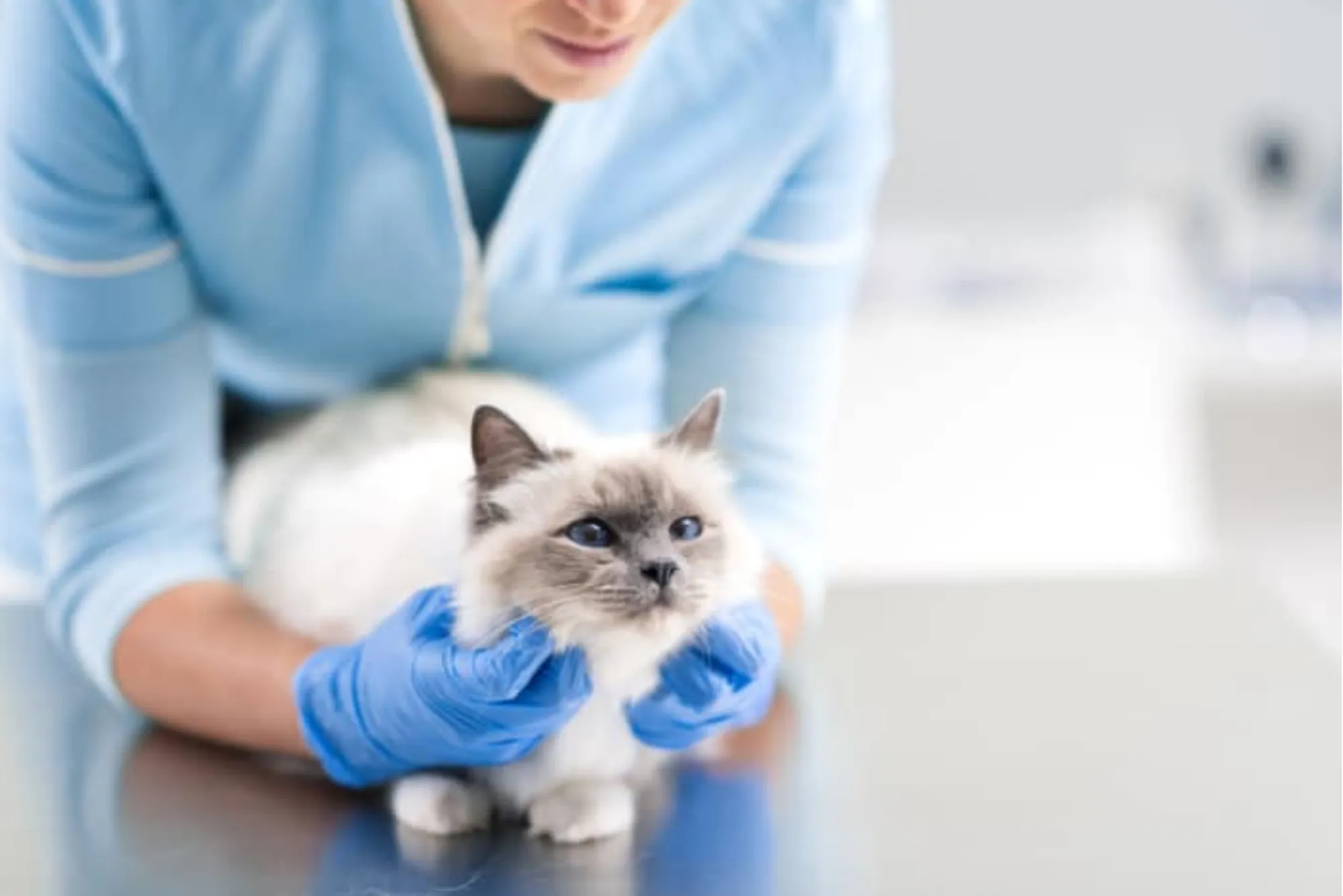 Rabies Shot for Cats: Schedule, Side Effects, Cost, and UK Guidelines