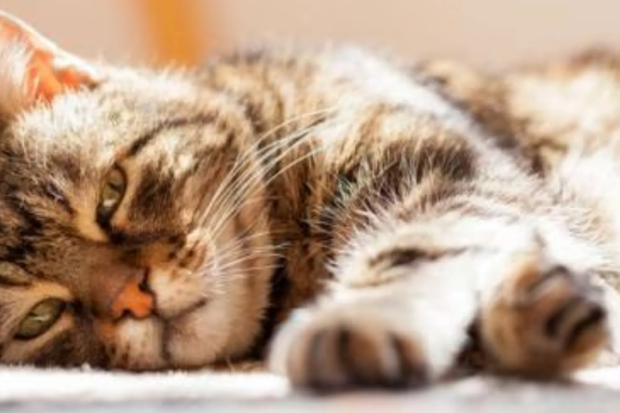 The Ultimate Cat Feeding Guide for UK Pet Owners