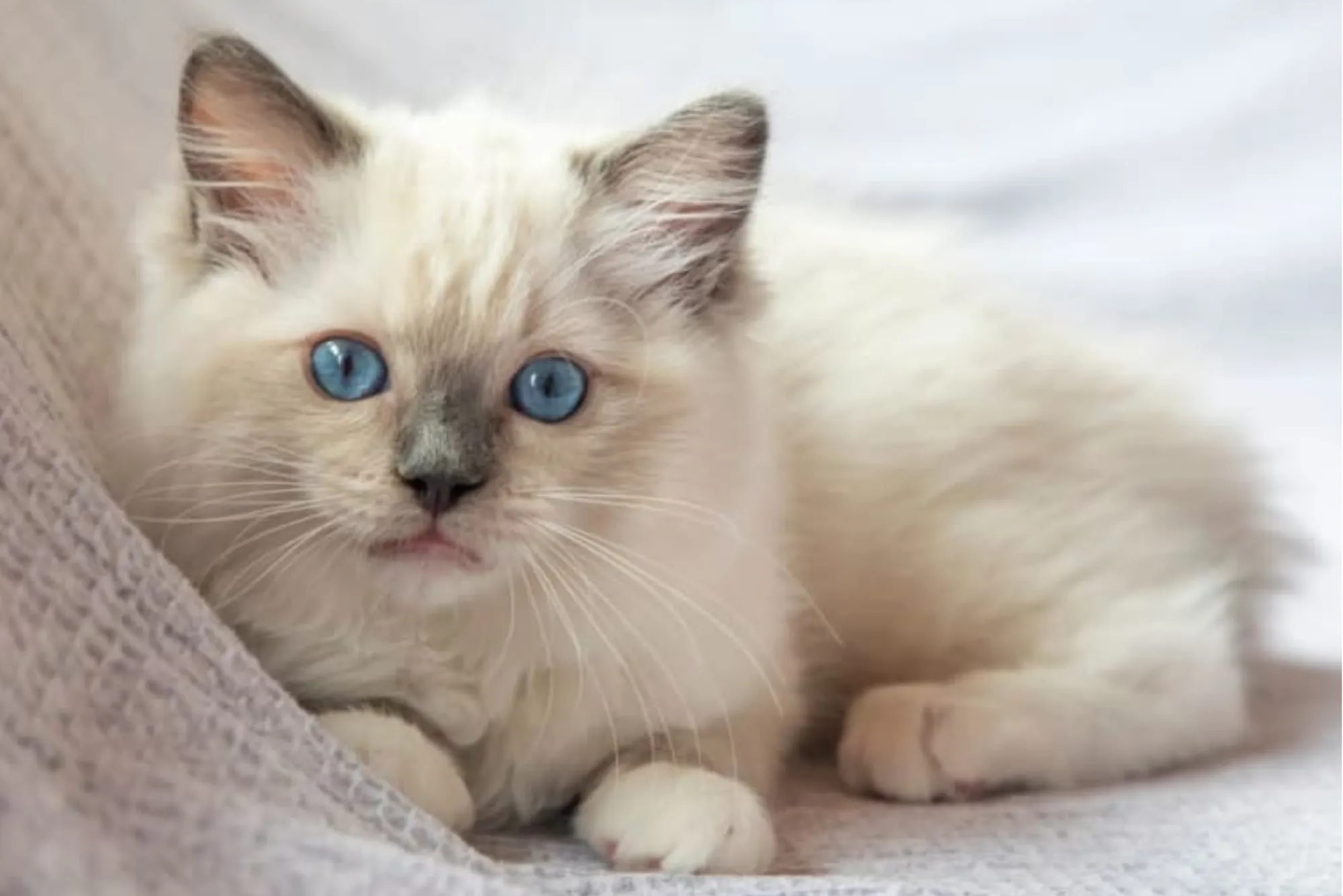 Types of Cat Breeds in UK Lovers