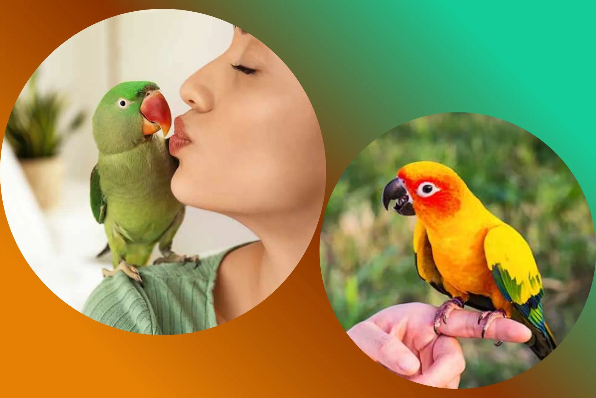 Are-Parrots-Allergy-Safe-in-UK-Homes-A-Detailed-Hypoallergenic-Guide.webp