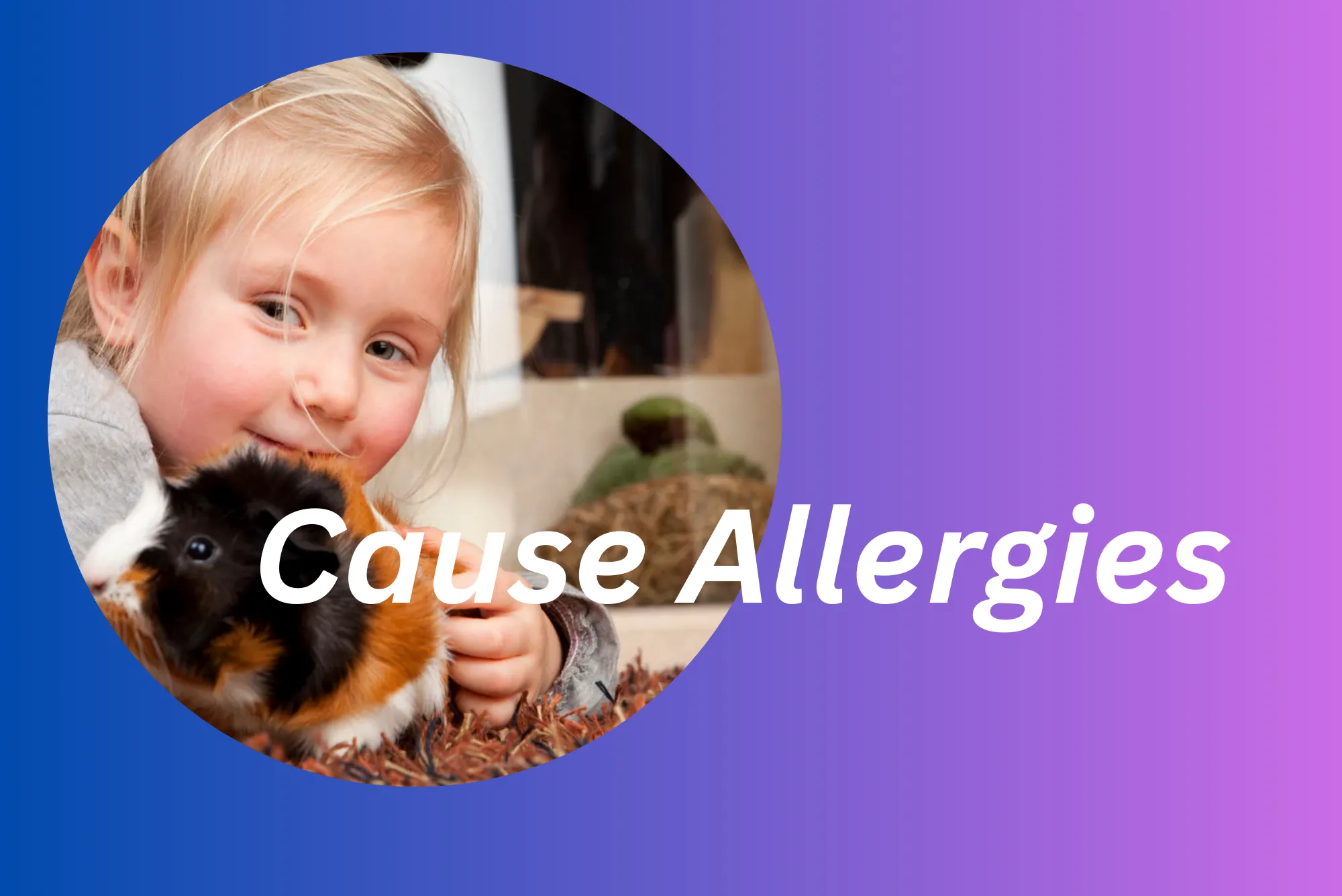 Do Guinea Pigs Cause Allergies Your UK Guide to Symptoms & Solution.webp