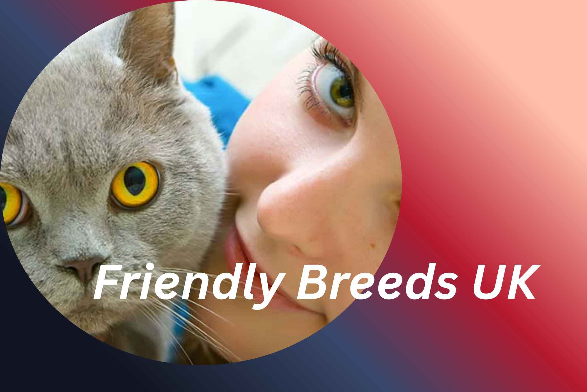 Do-Hypoallergenic-Cats-Exist-Truth-Behind-Siberian-Cats-Other-Allergy-Friendly-Breeds-in-the-uk.jpeg