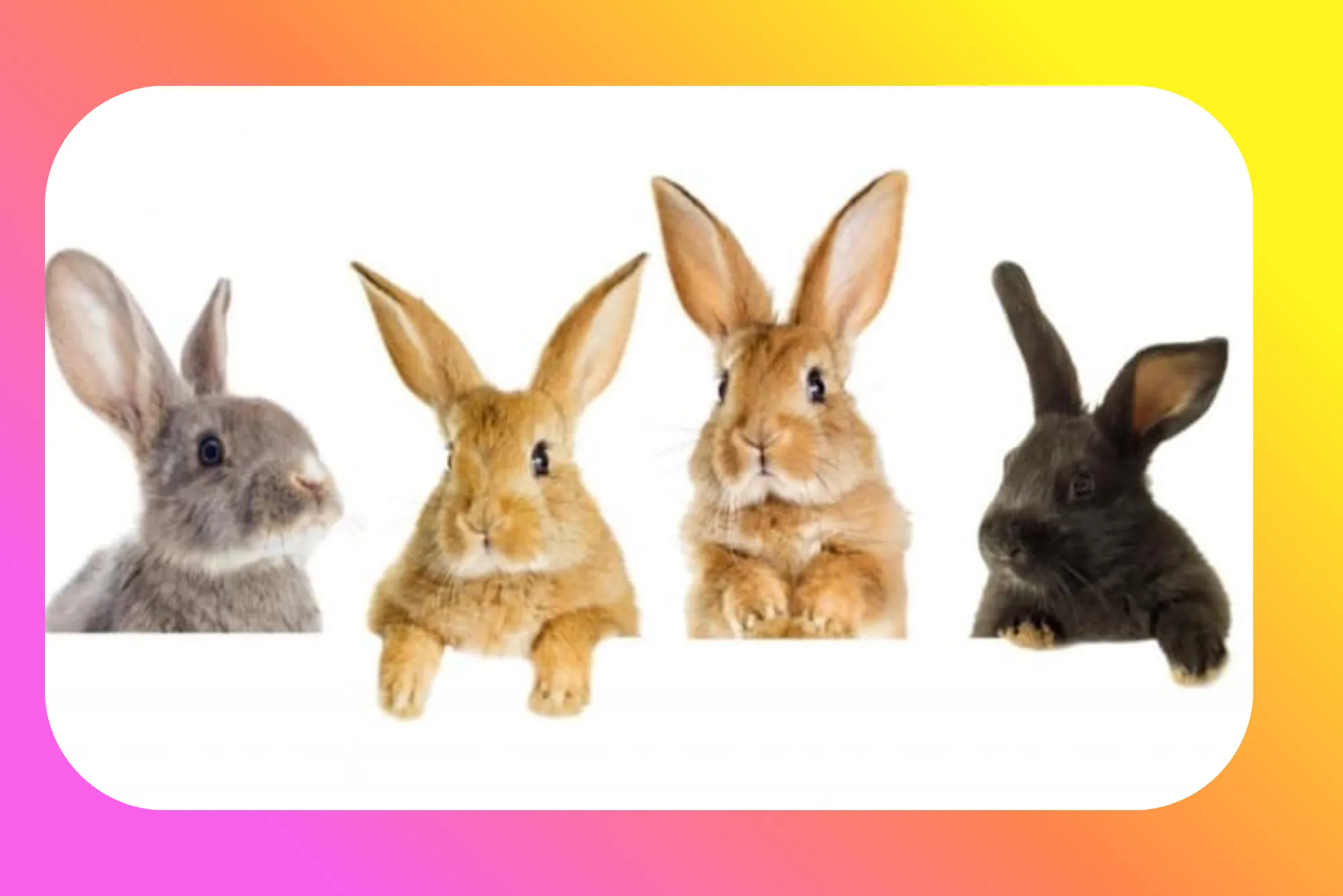 RabbitBest-Bunnies-for-Allergies-Hypoallergenic-Rabbit-Breeds-for-Sensitive-Owners-in-the-UK-1.webp