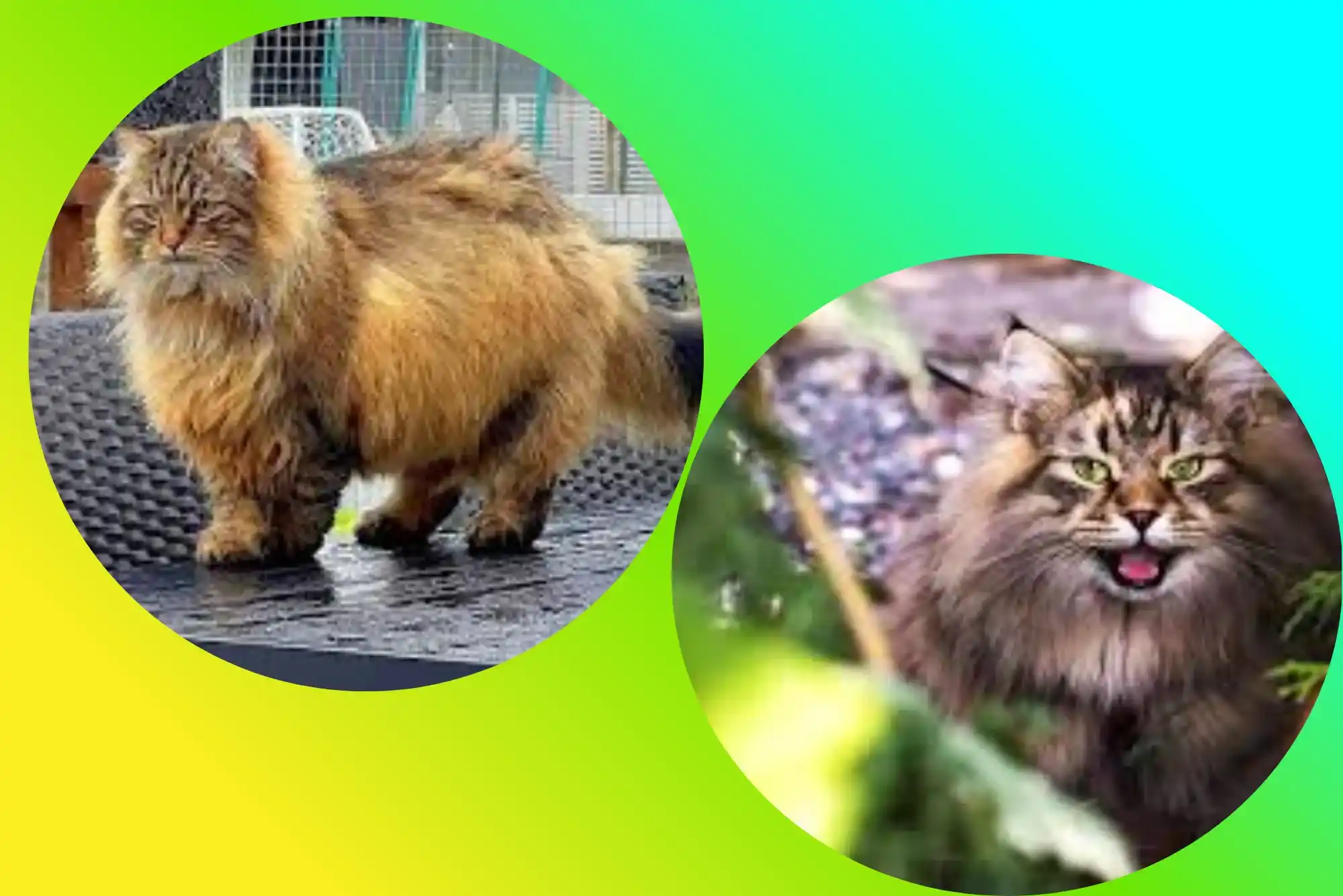 Siberian Hypoallergenic Cat: A UK Guide for Allergy Sufferers